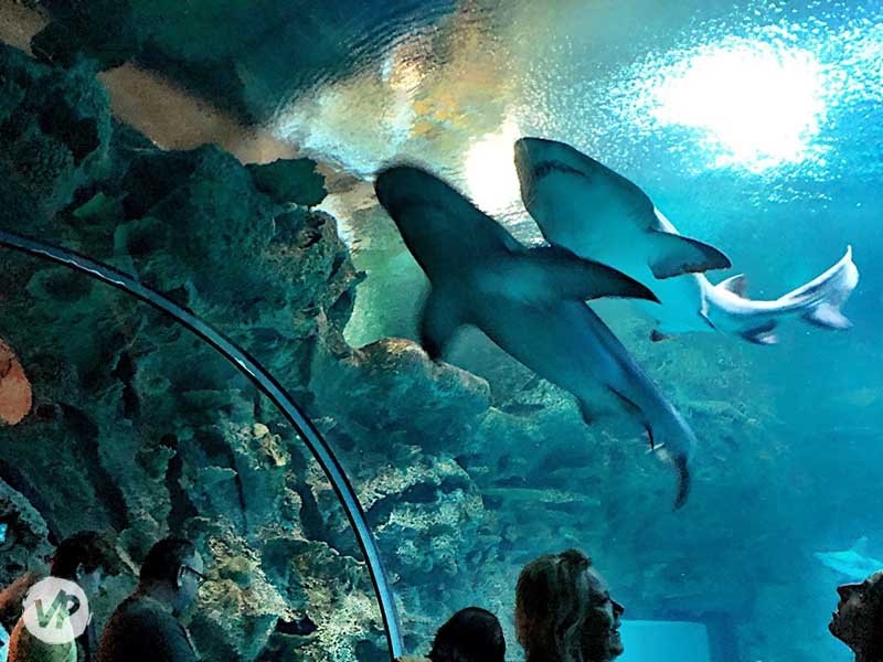 casino las vegas app