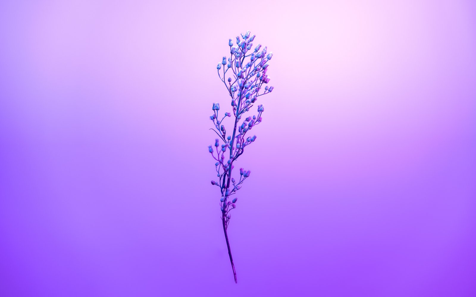 Purple Petal Sky With Stem, HD Flowers, 4k Wallpapers, Images ...